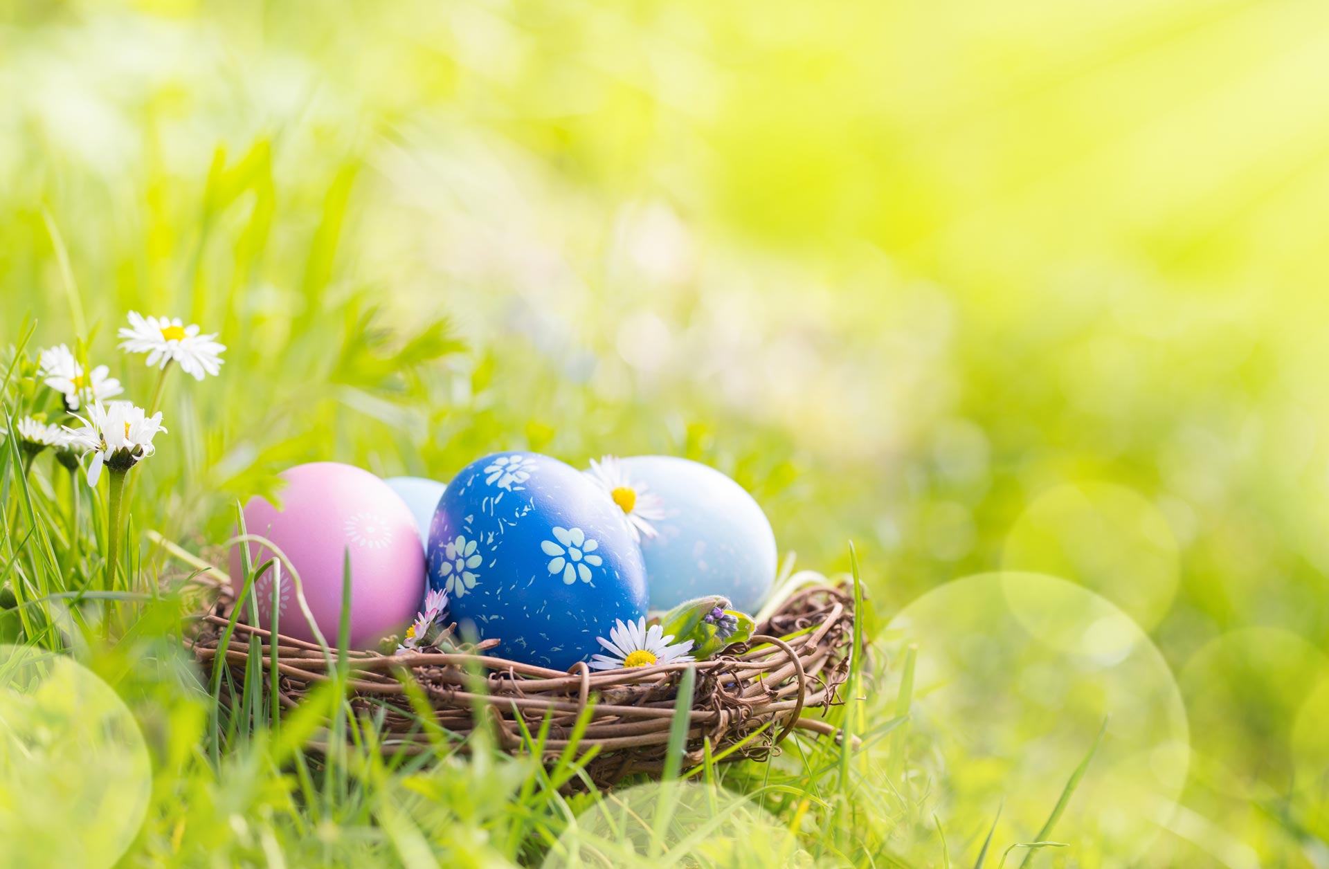 Easter eggs in a nest on the grass